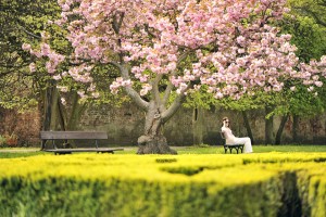 różowe-drzewo-sesja