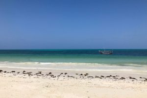 uroa bay beach resort zanzibar opinie