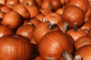 ferma-dyń-gdańsk-trójmiasto-sesja-zdjęciowa-blog